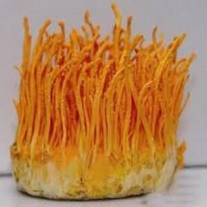 Cordyceps Mushroom