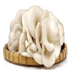 Fresh Oyster Mushroom
